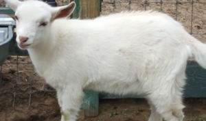 Nubian mini goats for sale in nm